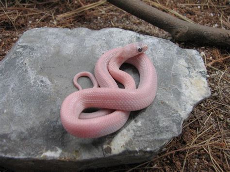 Pink Snake Pink Snake Snake Pink