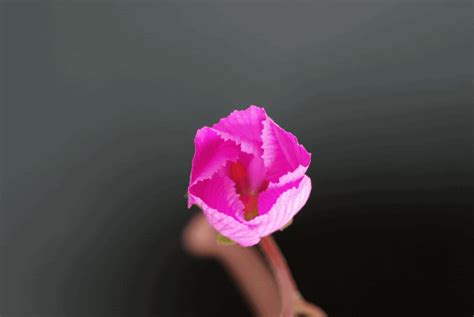 Free animated flower clipart and flower gifs you may use on your web site. annimated opening flowers | ... Number/Drosera/hamiltonii ...