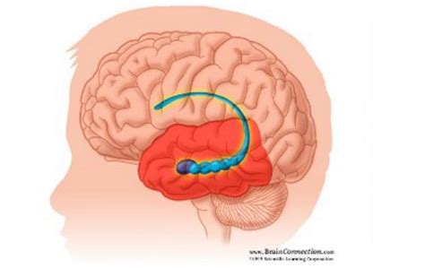 Parts Of The Brain Diagram Hippocampus - Aflam-Neeeak