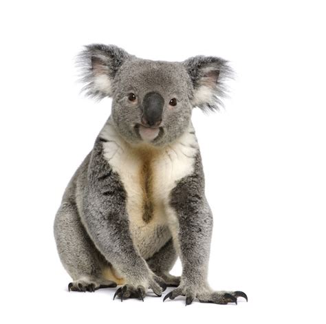 La Ciencia De La Vida Los Adorables Koalas