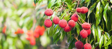 Maybe you would like to learn more about one of these? The Best Fruit Trees for Your South Florida Garden: Part 2