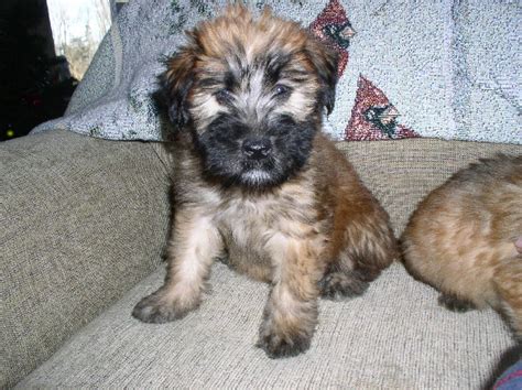 We gather all ads from hundreds of classified sites for you! Puppies for sale - Soft Coated Wheaten Terrier, Soft ...