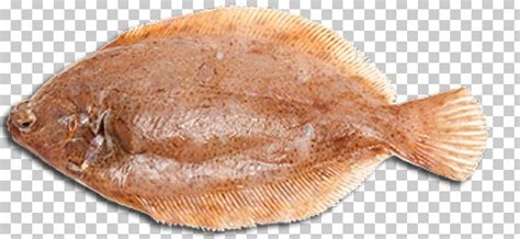 Flounder Sole Fish Products Halibut Png Clipart Animals Animal
