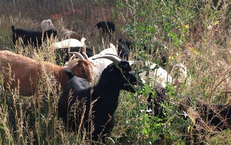 Rfta Goats A Success For Weed Control Aspen Public Radio