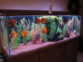 discus fish 15 gallon Discus: Kim's 200 gallon aquarium 2017 Fish 