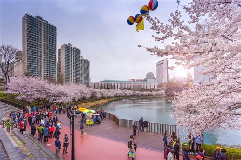 South Koreas 2020 Cherry Blossom Forecast And Best Viewing Spots Klook