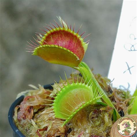 Dionaea Muscipula Fine Tooth X Red Br Plantas Carnívoras Vendas E