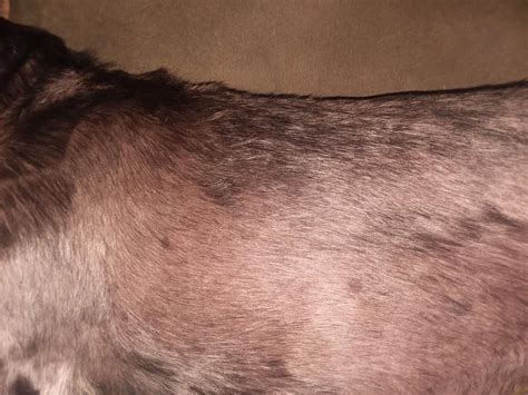 Why Is My Dog Getting Brown Spots On His Skin