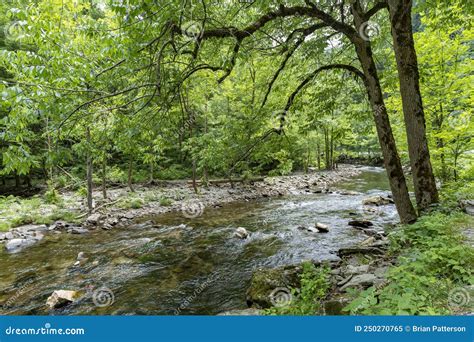 Smoky Mountains Stream Rapids Under Tree Boughs Stock Image Image Of