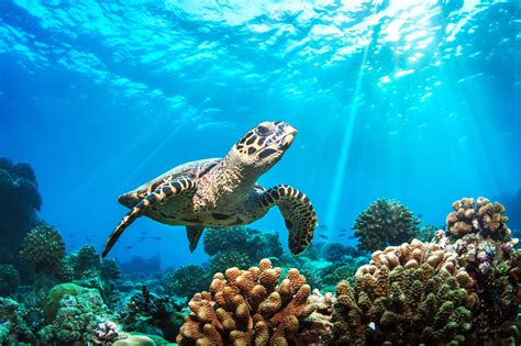 Plan Aims To Ensure Survival Of Sea Turtles Cayman Compass