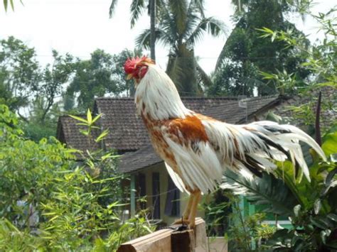 Cara Beternak Ayam Kampung Yang Baik Dan Benar Bagi Hal Baik