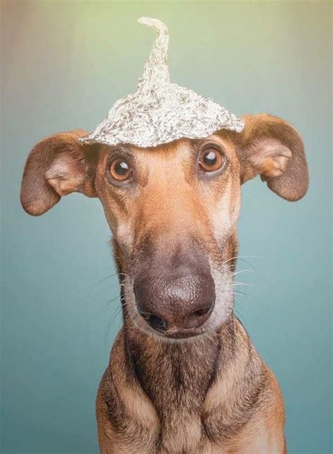 Dog Conspiracy Alu Hat Blank Template Imgflip