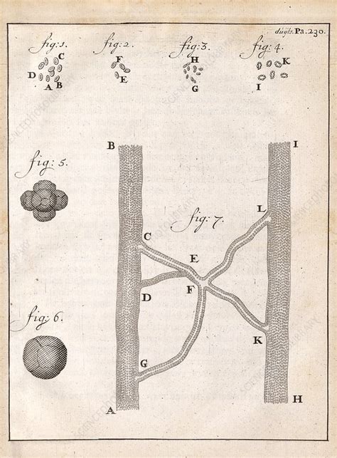 Anton Van Leeuwenhoek Cells