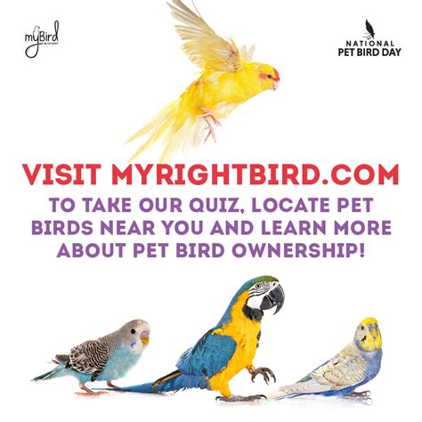 National Pet Bird Day Digital Toolkit Mybird
