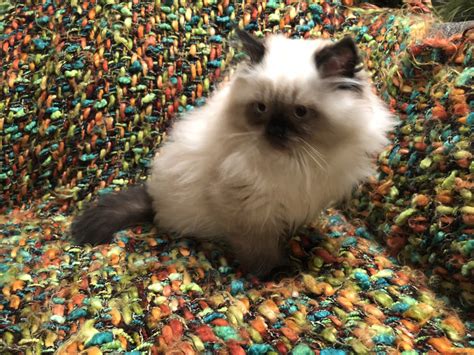 Himalayan Cats For Sale | Rochester Hills, MI #285131