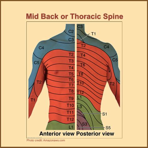 Spinal Anatomy Nerve Pain Thoracic Absolute Injury And Pain Physicians