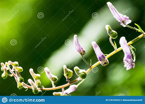 Macro Photo Of Wildlife Flowers And Leaves Of Plants Stock Image