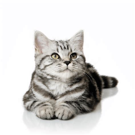 20 Of The Most Popular Cat Breeds Catster