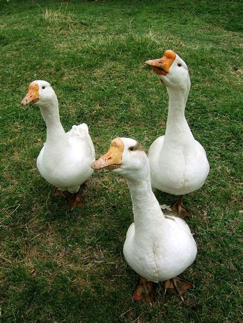 3 White Geese Stock Photo Image Of Domestic Colourful 1318598