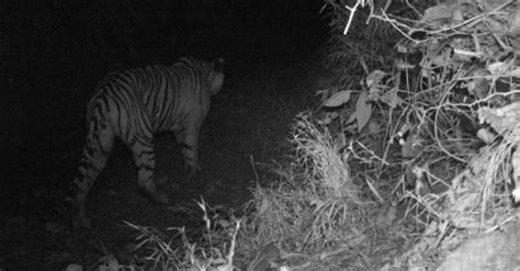 Camera Trap Near Sabarimala Gets Tiger Footage Video