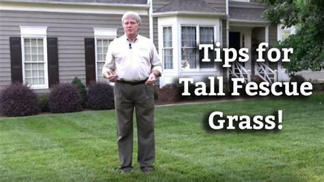 Tall Fescue Grass Expert Lawn Care Turf Tips Youtube