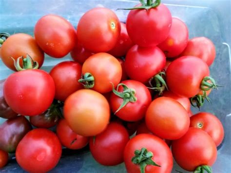 Tomato Amys Sugar Gem Seeds Garden Hoard Certified Organic Heirloom Seeds Grown In
