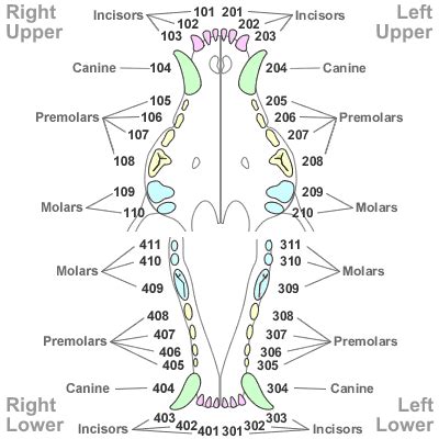 Radiographs and dental charting are both necessary to establish a diagnosis and treatment plan. Triadan tooth numbering across species. | Vet tech student ...