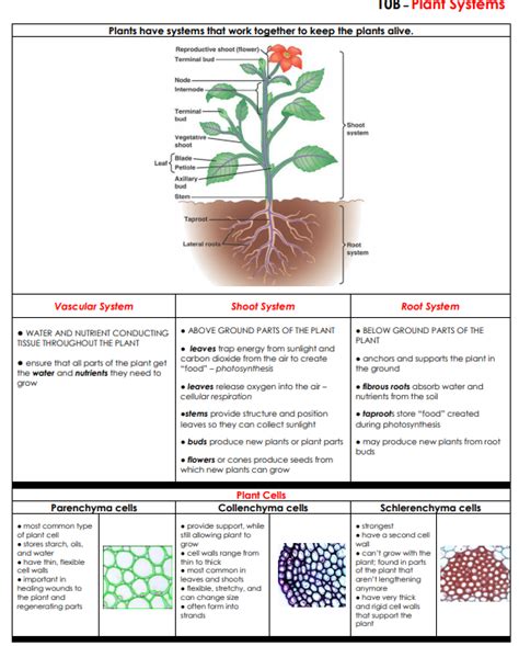 Vocabulary.com's staar biology lists cover many of the essential terms and concepts that you'll be expected to know on test day. Plants - LPHS BIOLOGY STAAR REVIEW