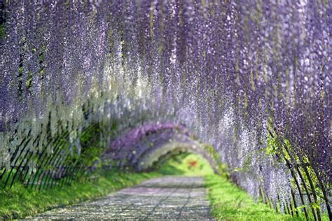 Wisteria codes that you can redeem for appearance and reroll , we will update this list once new these are all the active codes for wisteria roblox: Mesmerizing Pictures Of Japan's Enchanting Wisteria Tree Tunnels - Truth Code