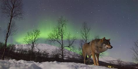 Wolf Sanctuary In Norway Lets You Cuddle Wolves While Watching The Northern Lights True Activist