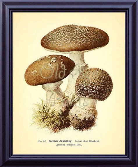 Poisonous Mushrooms Print Botanical Vegetable Antique Plate Etsy