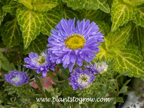 Betty Jung Chinese Aster Callistephus Chinensis Plants To Grow