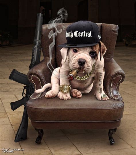 Gangster Dog Wallpapers Wallpaper Cave