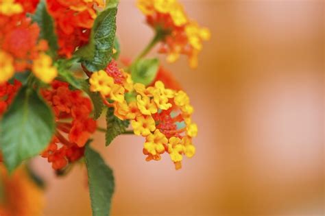 We did not find results for: The Best Perennials for Texas | Hunker