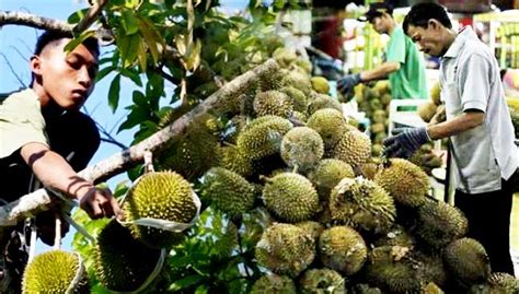 The 2017 malaysia super league (malay: Malaysian durian harvest severely hit by rainy weather ...