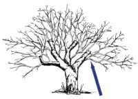 How hard can you prune established apple trees? Fedco Trees-renovating old apple trees