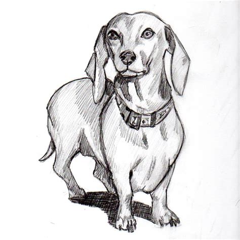 Dachshund Clube Dog Coloring Page Dachshund Drawing Dachshund Art