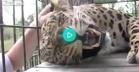 Leopard Purring Album On Imgur