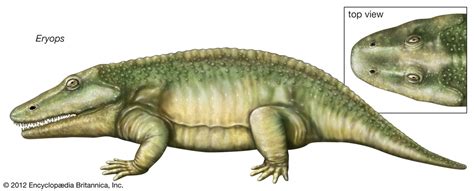 Eryops Fossil Amphibian Genus Britannica