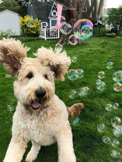 Ilovesomebubbles Pets Funny Dog Pictures