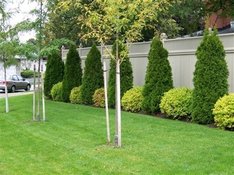 These trees are gaining popularity as perimeter plants because they are low maintenance shrubs. Awesome Fence With Evergreen Plants Landscaping Ideas 40 ...