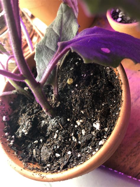 However, in some cases, the problem results from a pest infestation. Does anyone know what this little white ball is on my ...