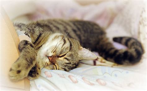 Cute Sleep Cat Wallpaper Pc Wallpaper Wallpaperlepi