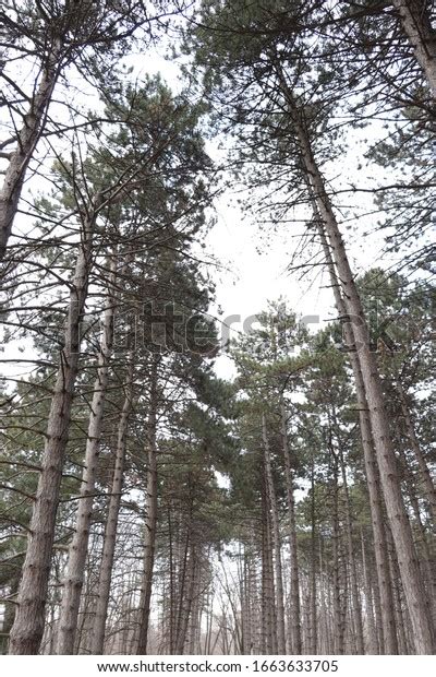Tall Green Pines Many Trees Park Stock Photo 1663633705 Shutterstock