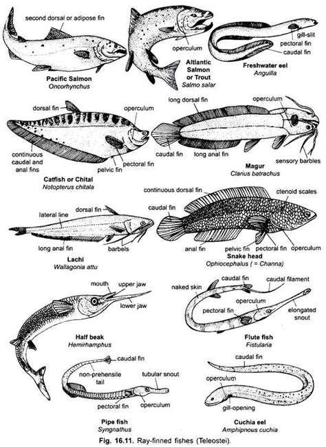 Classification Of Advanced Ray Finned Bony Fishes Chordata Zoology