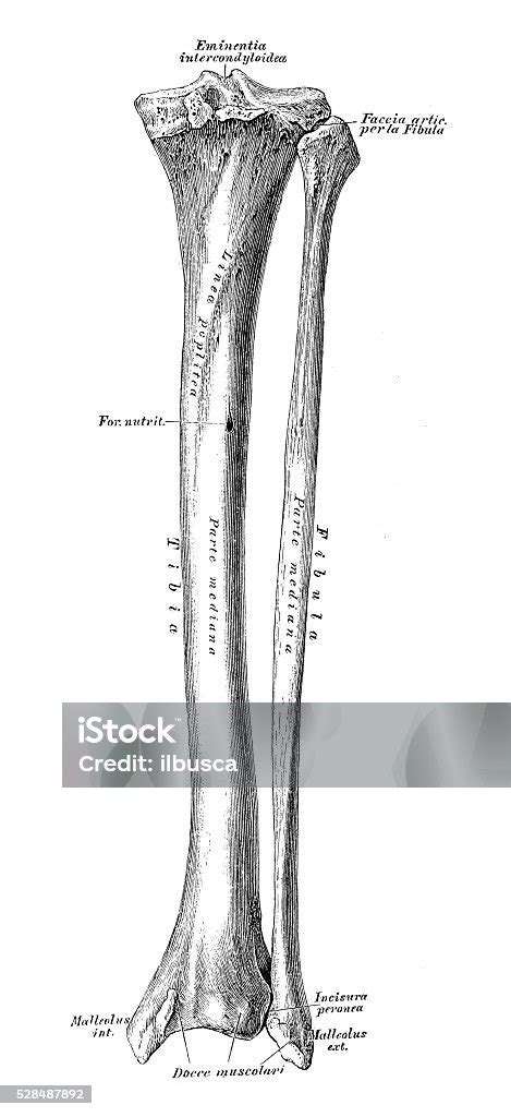Human Anatomy Scientific Illustrations Tibia And Fibula Stock