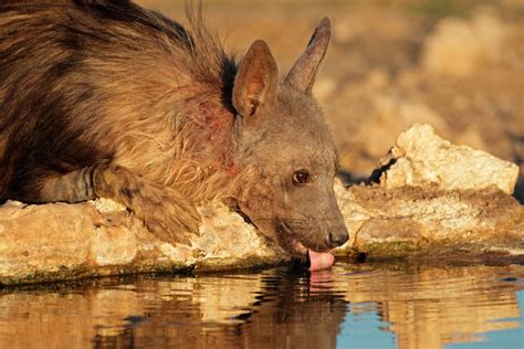 13 Brown Hyena Facts The Shaggy African Strandwolf