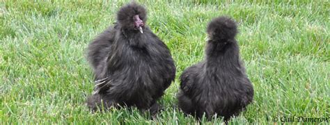 8 Interesting Features Of The Silkie Chicken Breed Backyard Poultry