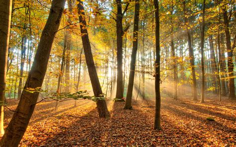 Landscapes Nature Trees Forest Autumn Fall Seasons Leaves
