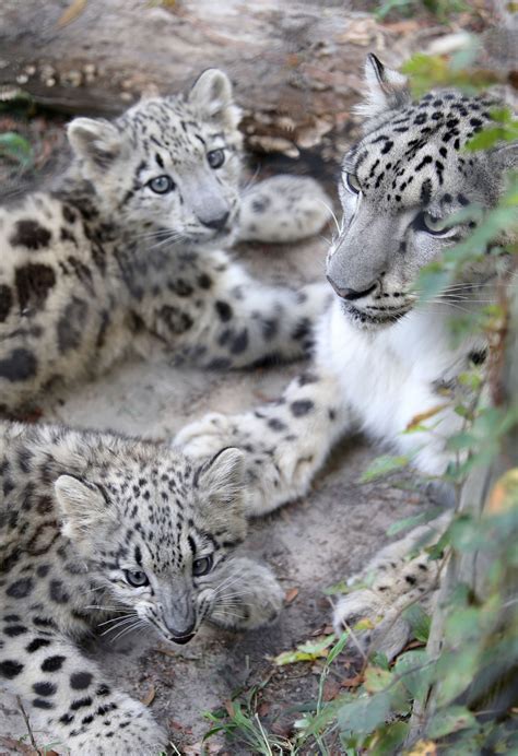 Snow Leopard Cubs Go On Exhibit At The Metro Richmond Zoo